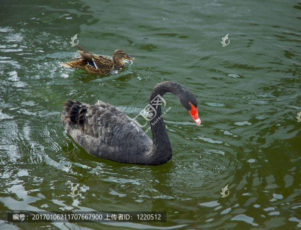 黑天鵝-匯圖網(wǎng) www.fosd68.com 黑天鵝