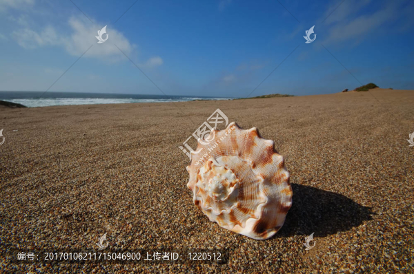 海灘上的貝殼