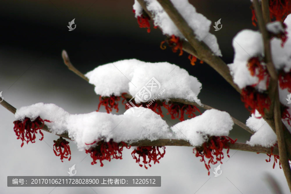 冬天的花