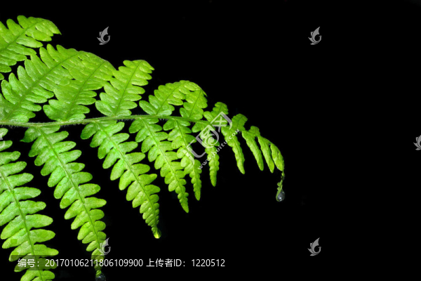 蕨類植物的葉子