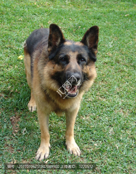 德國牧羊犬標準