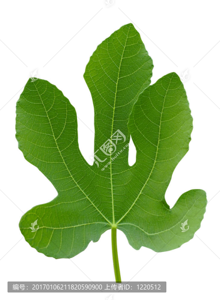 大榕樹綠化植物葉宏分離