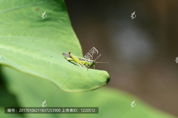 準(zhǔn)備跳