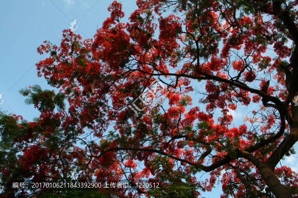 森林火焰-匯圖網(wǎng) www.fosd68.com 森林火焰