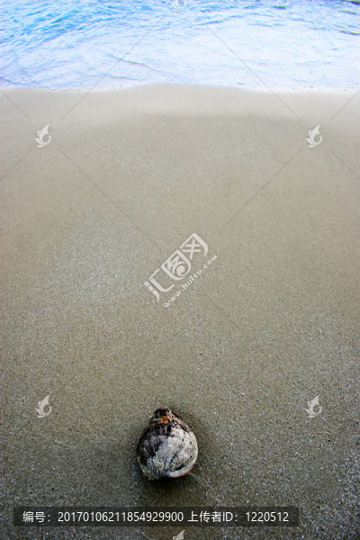 椰子在海灘上沖了起來