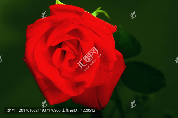 玫瑰