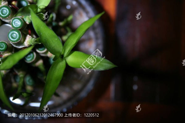 綠蕨上升