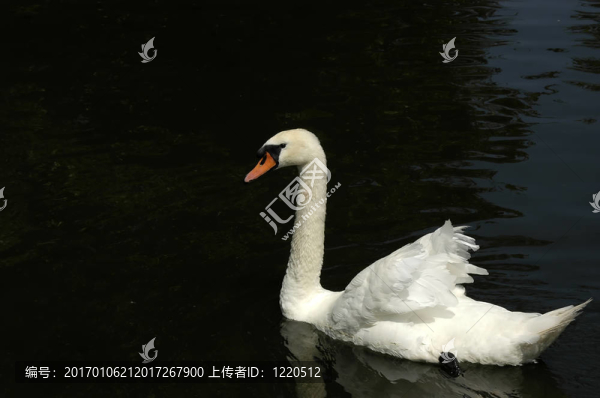 天鵝