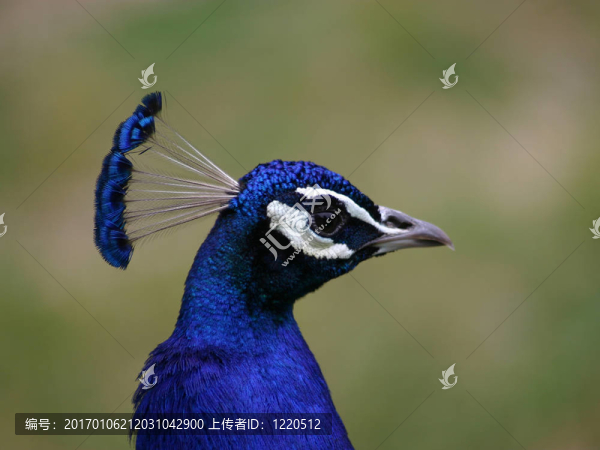 孔雀型