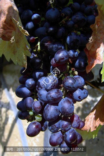 grape02