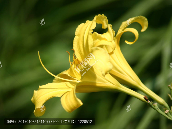 黃色的莉莉