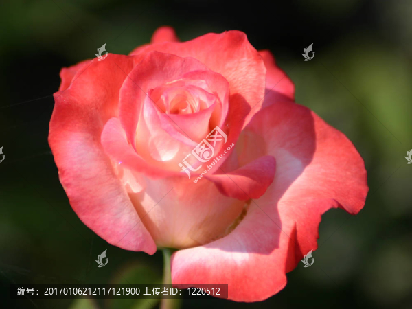 美麗的Pink,Rose