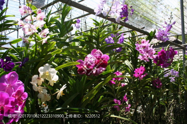 蘭圃