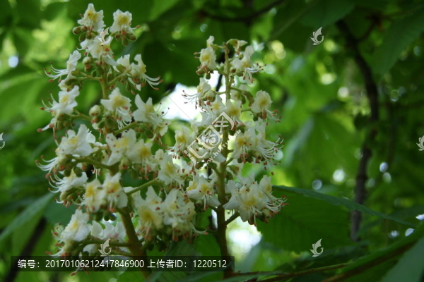 開花的樹3