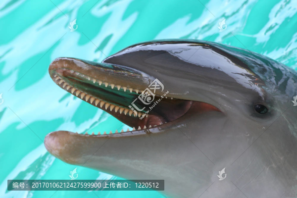 寬吻海豚
