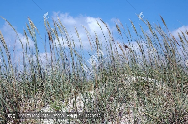 海燕麥