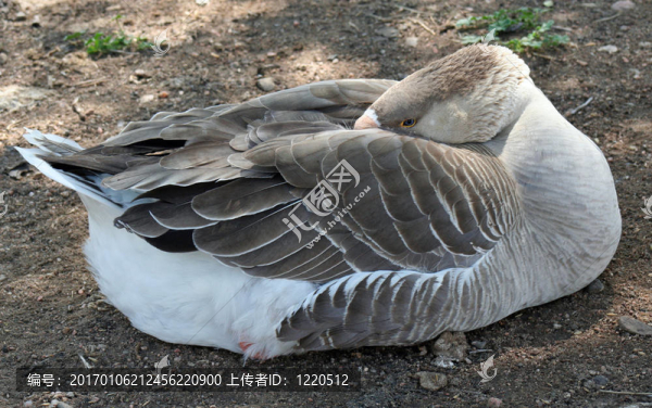 在你的眼睛