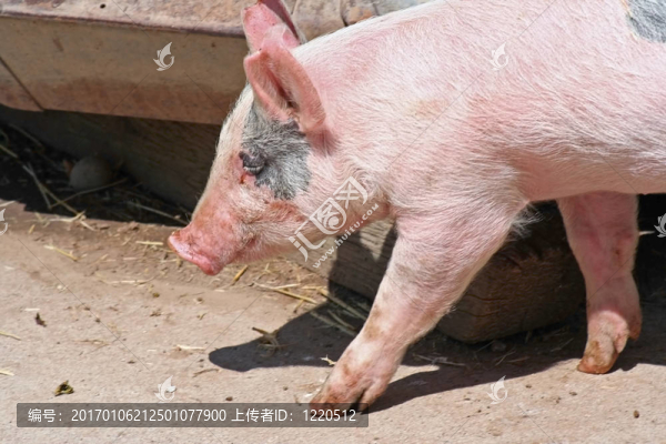 標(biāo)題