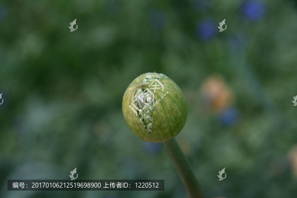 芽1
