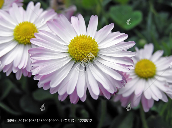 三的雛菊