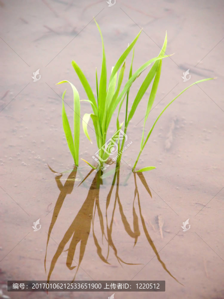 新的水稻