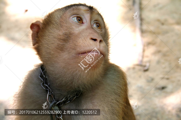 猴子的眼睛