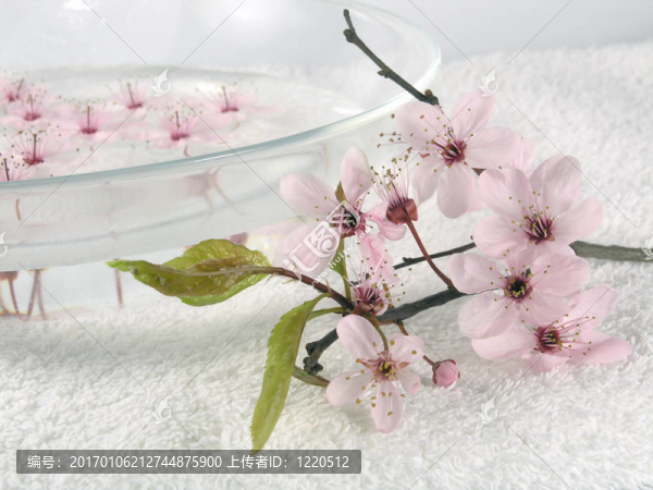 家-一點粉紅色的花朵