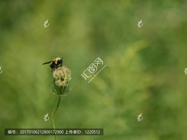 大黃蜂
