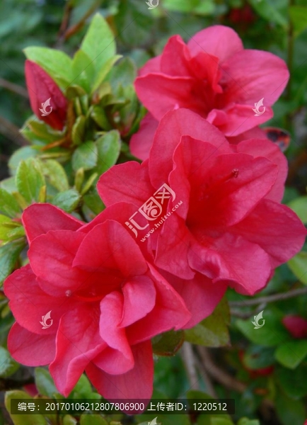 粉紅色的杜鵑花