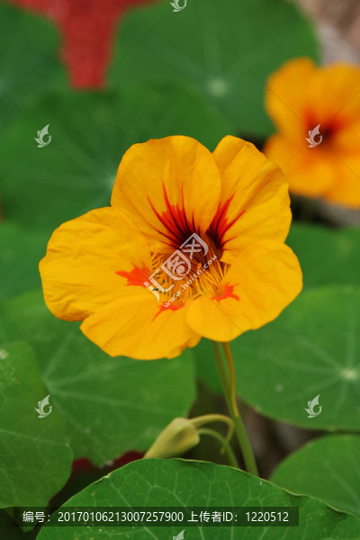 黃色的花