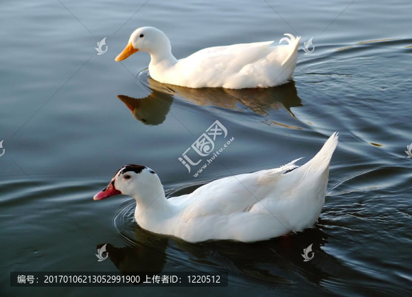 兩只鴨子