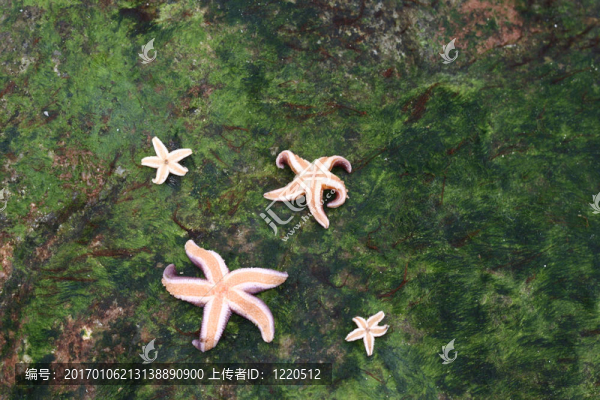 海星
