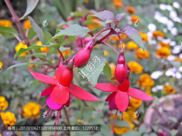 flower.jpg