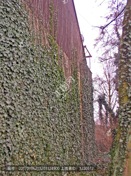 ivy.jpg