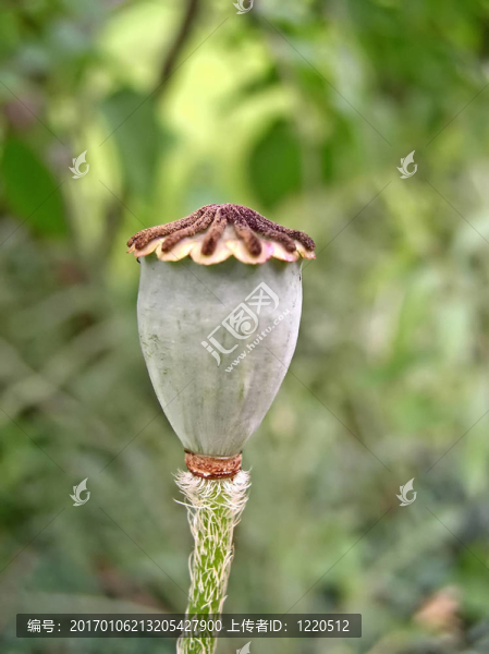罌粟