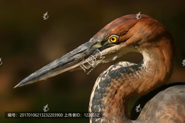 歌利亞鷺