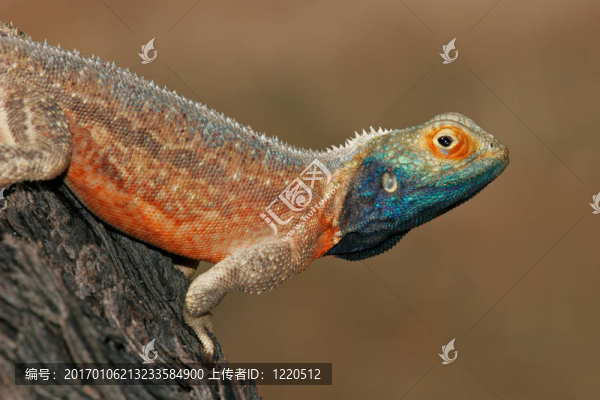 地蜥-匯圖網(wǎng) www.fosd68.com 地蜥