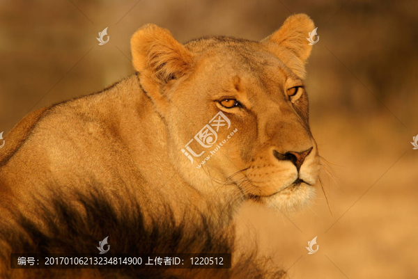 母獅