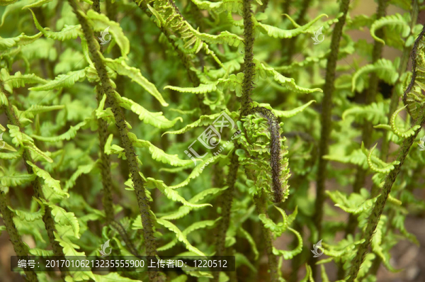蕨類(lèi)植物
