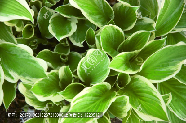 玉簪
