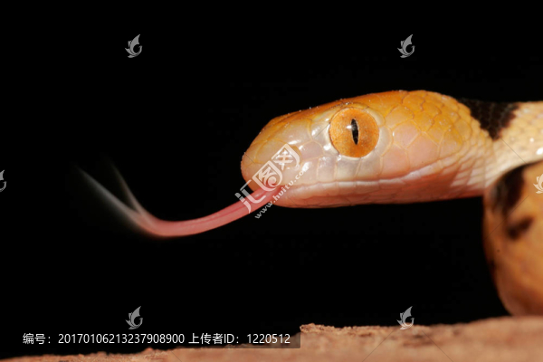 虎蛇