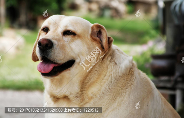 金毛獵犬