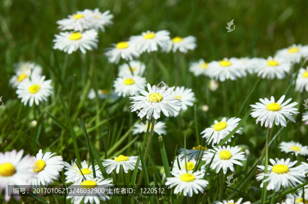 dasies
