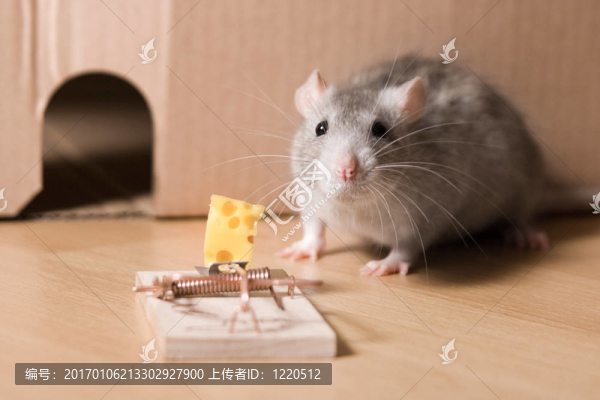 捕鼠器和奶酪