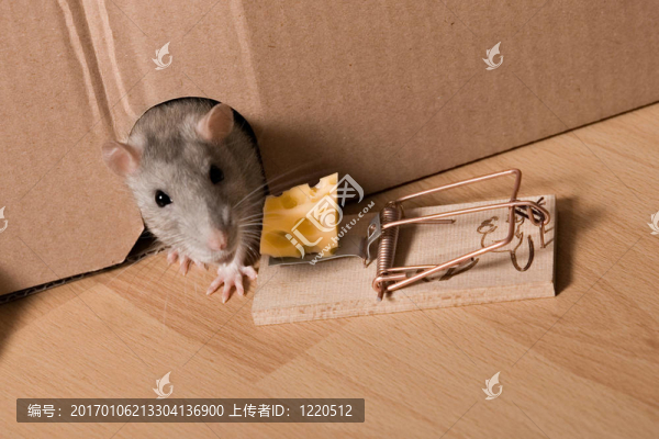 大鼠；捕鼠器和奶酪