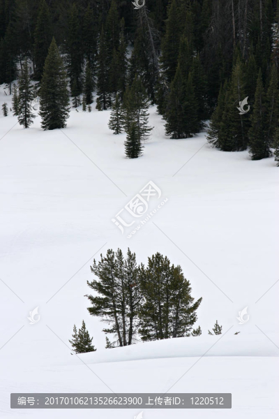 雪中的樹(shù)