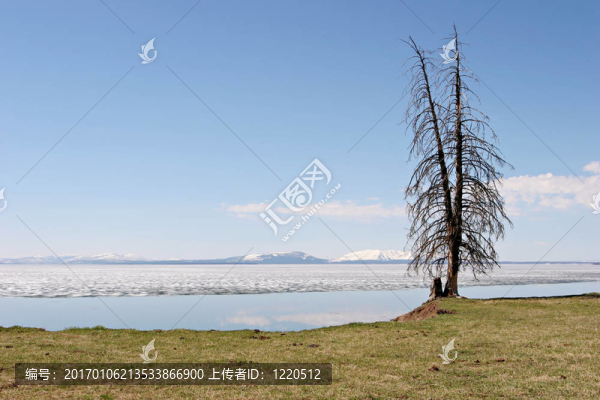 黃石湖樹