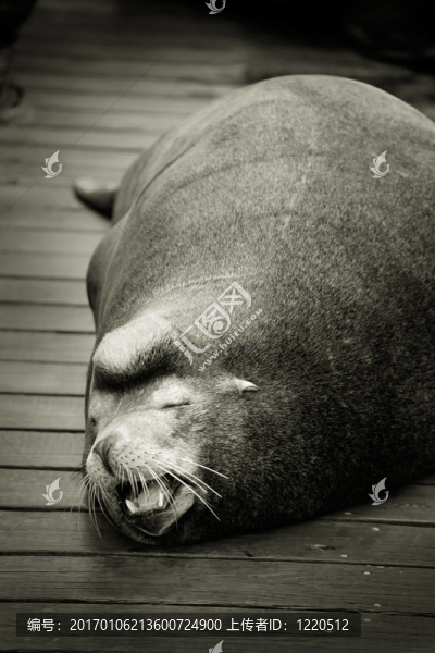 海獅