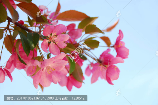 蘋果花