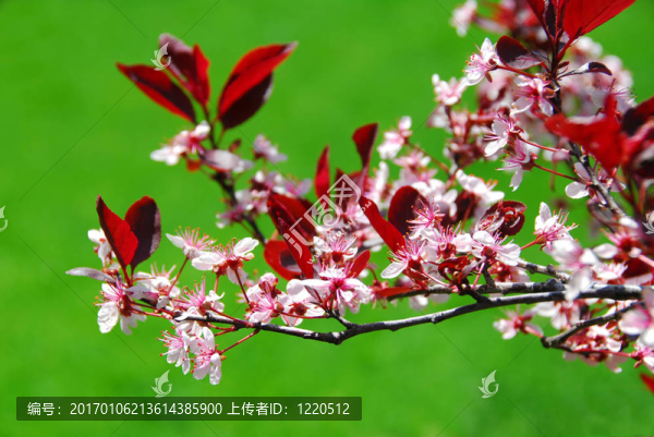 bloomig櫻桃樹